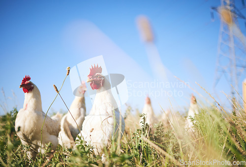 Image of Field, farming and chickens in grass with blue sky in green countryside, free range agriculture and sunshine. Poultry farm, sustainability and freedom, birds in nature and animals with natural growth