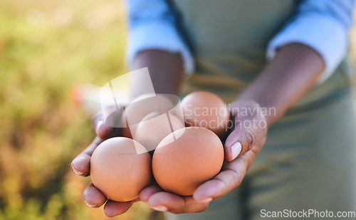 Image of Eggs, farmer and hands in agriculture on sustainable farm or free range product for protein diet in nature. Food, health and person with organic nutrition from livestock on a field in the countryside