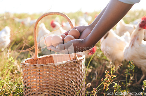 Image of Farm, hands and eggs in basket, outdoor and chicken flock in field, organic product or sustainable care for livestock. Poultry farmer, grass and land for birds in closeup, countryside or agriculture