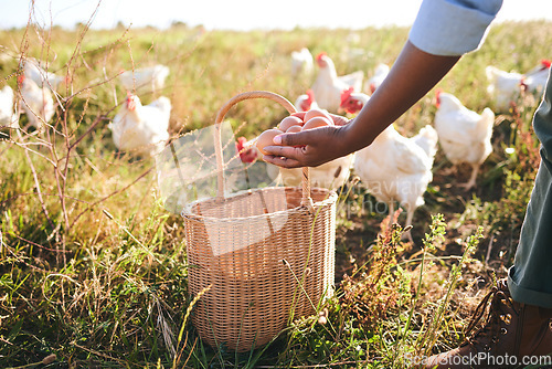 Image of Farming, hand and eggs in basket, chicken flock or outdoor in field, organic product or sustainable care for livestock. Poultry farmer, grass and land for birds in nature, countryside or agriculture