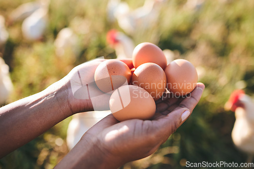 Image of Eggs, farmer and hands in agriculture at sustainability farm or free range product for protein diet in nature. Food, health and person with organic nutrition from livestock on field in countryside