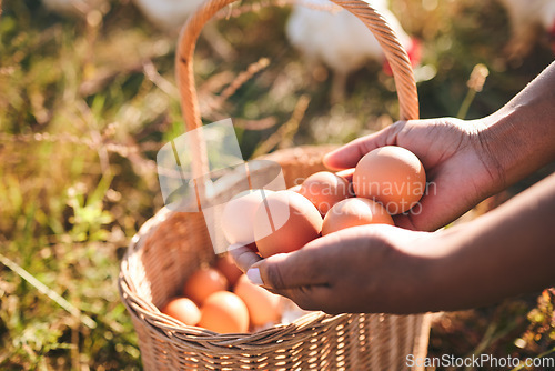 Image of Farming, hands and eggs in basket, closeup or chicken flock in field, organic product or sustainable care for livestock. Poultry farmer, grass and land for birds in nature, countryside or agriculture