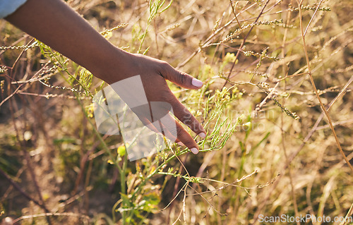 Image of Hand, nature and plants on a farm with freedom in the countryside outdoor to relax. Sustainability, farmer and calm person with grass, adventure and eco journey in a agriculture field by a bush