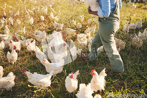 Image of Chicken farmer, person walking and field with flock, outdoor and organic product with sustainable care for livestock. Poultry expert, grass and land for birds in nature, countryside and agriculture