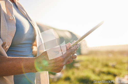 Image of Farm, chicken and person on tablet in field, countryside and nature for internet, research and growth analysis. Agriculture, sustainable farming and farmer on digital tech for production inventory