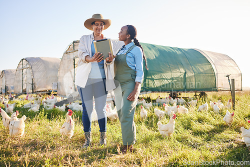 Image of Farm, chicken and women on tablet in field, countryside and nature for small business, growth and ecology. Agriculture, sustainable farming and farmer on digital tech for poultry production inventory