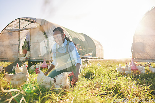 Image of Farm management, black woman and chicken on agriculture on a eco friendly and sustainable with livestock. Countryside, field and agro farmer with smile from farming, animal care and working in nature