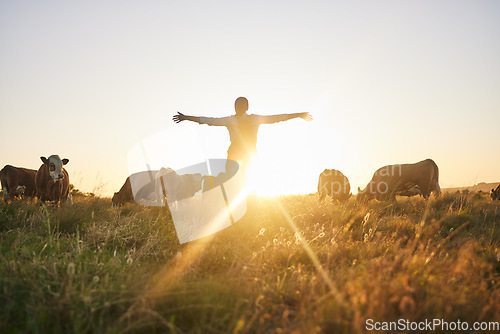 Image of Sunrise, cows and woman on farm with open arms for freedom, adventure and excited for agriculture. Sustainable farming, morning and back of farmer with cattle, livestock and animals in countryside