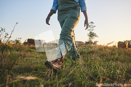 Image of Feet, grass and farmer walking on a field of a livestock farm for sustainable agriculture in the outdoor morning sunrise. Eco, legs and person ready for agro or organic harvest in nature countryside