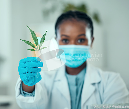 Image of Marijuana leaf, portrait black woman and scientist show plant for organic medicine, healthcare or natural drugs. Lab presentation, 420 CBD and African person with cannabis, weed or hemp production