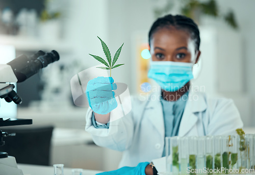 Image of Cannabis leaf, portrait black woman and scientist study plant for healthy organic medicine, healthcare or natural drugs. Laboratory, 420 CBD or science person research marijuana, weed or herbs sample