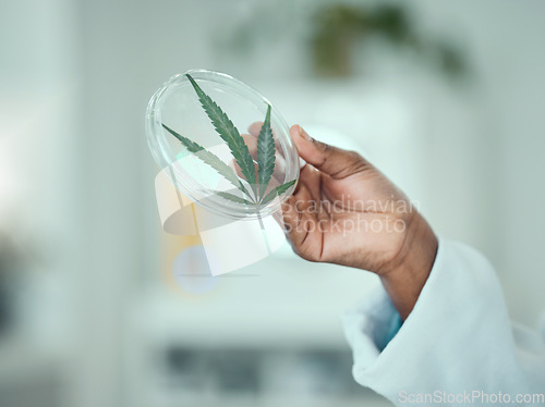 Image of Marijuana, petri dish and hand of science person study plant, leaf of THC product for natural drugs development. Lab sample test, 420 CBD and closeup scientist investigation of cannabis, weed or hemp