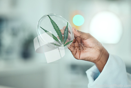 Image of Cannabis leaf, petri dish and hand of science person research plant, biotechnology herb or natural THC medicine. Lab sample test, CBD and closeup scientist studying of medical marijuana, weed or hemp