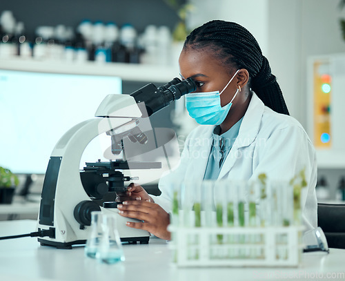 Image of Microscope, pharmaceutical and female scientist with face mask for virus analysis in a lab. Professional, science and African woman researcher working on medical research with biotechnology equipment