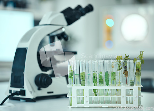 Image of Plant, test tube and laboratory science study of biotechnology, pharmaceutical product or natural drugs innovation. Agro lab analysis, botany investigation and clinic research sample of organic herbs