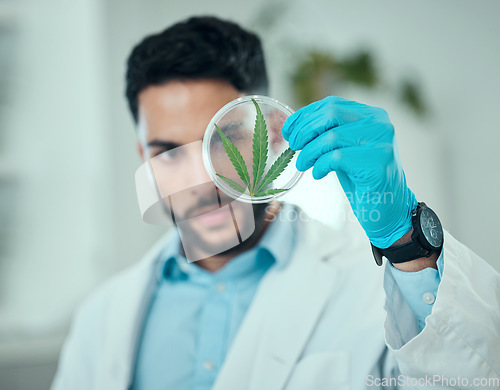 Image of Cannabis leaf, science man and analysis of petri dish plant, biotechnology hemp or natural CBD product. Lab sample test, 420 investigation and male scientist focus on medical marijuana, weed or hemp