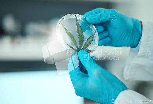 Image of Cannabis leaf, science person and hands with petri dish plant, studying hemp and analysis of natural CBD. Laboratory sample, THC investigation or closeup scientist research marijuana for clinic trial