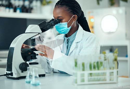 Image of Microscope, black woman and laboratory plant, science study and analysis of natural pharmaceutical, drugs or biotechnology. Botany lab, research or female scientist check organic biochemistry sample