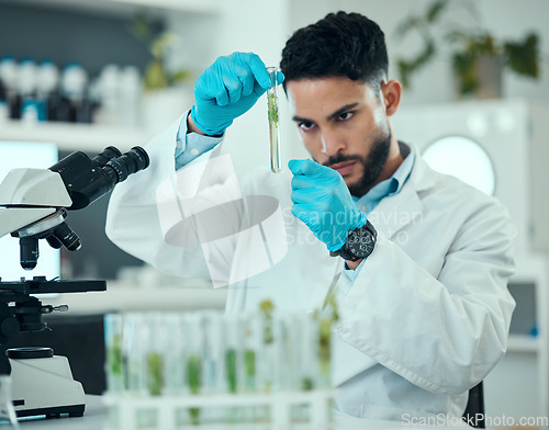 Image of Science, plants and man with test tube in laboratory, research and nature engineering at microscope. Biotechnology, botany study and leaves in glass, scientist or lab technician checking solution.