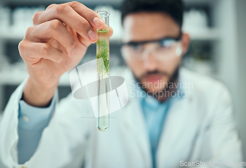 Image of Science, test tube plant and man focus on pharmaceutical test, biotechnology development or botany innovation. Lab hand, pharmacy clinical trial or male scientist inspection of leaf chemical solution