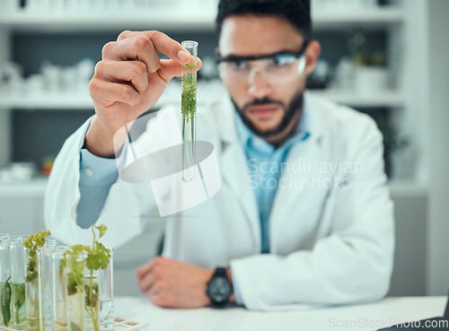 Image of Science laboratory, test tube plant and man focus on biotechnology progress, study or botany research. Natural medicine development, clinical trial and male scientist inspection of chemical solution