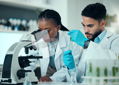 Image of Science team, test tube plant and microscope analysis of natural product, biotechnology and teamwork on botany development. Lab collaboration, investigation and scientist inspection of organic growth