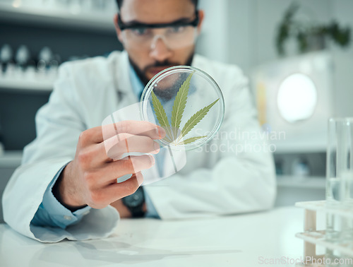 Image of Hand, marijuana and science with a doctor man in a laboratory for research, innovation or ecology. Cannabis leaf, sustainability and sample with a male scientist working in a lab for cure development