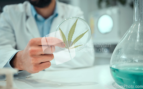 Image of Hand, marijuana and science with a man in a laboratory for research, innovation or ecology. Cannabis leaf, sustainability and sample with a male doctor or scientist working in a lab for development