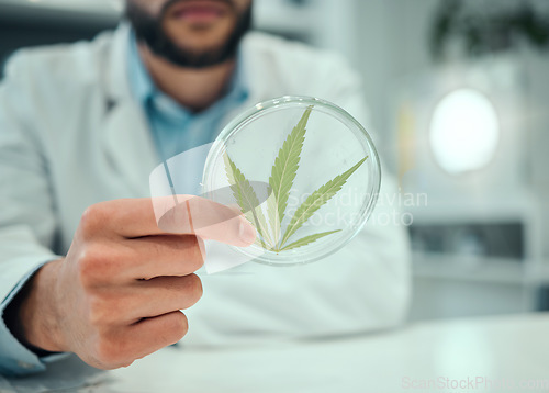 Image of Hand, cannabis and science with a doctor man in a laboratory for research, innovation or ecology. Marijuana leaf, sustainability and sample with a male scientist working in a lab for cure development