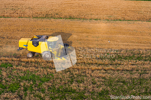 Image of Combine harvesters working in wheat field