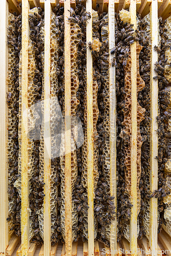 Image of Frame with a wax honeycomb of honey with bees