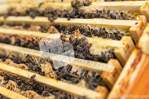 Image of Close up view of the opened hive