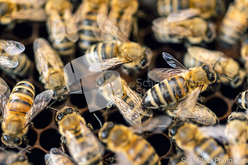 Image of Hardworking bees on honeycomb