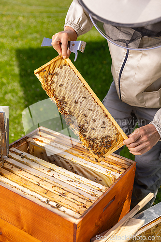 Image of Honeycomb frame with bees