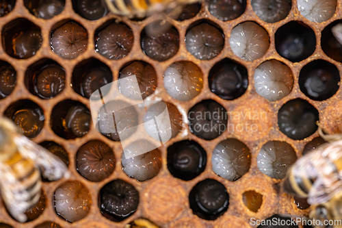 Image of Bee larvae in a brood hive.
