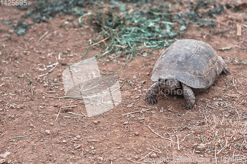 Image of Turtle on the land