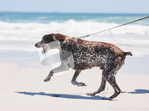 Image of Beach, walking and dog on leash by ocean for freedom, adventure and fresh air in nature. Happy pet, healthy animal and excited canine pointer by sea for exercise, wellness and energy in summer