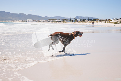 Image of Dog, animal and running outdoor at the beach in summer for fun, freedom and vacation. A pet playing in water at sea on holiday with health, wellness and energy for exercise or walk in nature