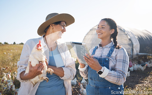 Image of Teamwork, tablet or women farming chicken on field or agriculture for natural sustainability research. Technology, seller or happy people in countryside farm with live stock or rooster for production