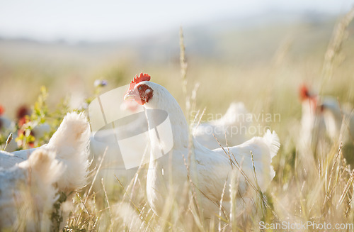 Image of Agriculture, sustainability and food with chicken on farm for nature, eggs production and livestock. Nutrition, poultry and health with animals in countryside field for free range and meat industry