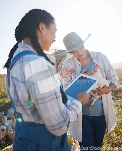 Image of Chicken, agriculture and women farmers with tablet for live stock business research in countryside. Sustainable, digital technology and people with an animal poultry farm in eco friendly environment.