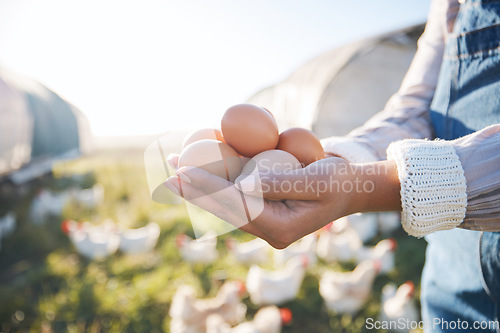 Image of Hands of woman with eggs on farm with chickens, grass and sunshine in countryside field with sustainable business. Agriculture, poultry farming and farmer holding produce for food, nature and animals