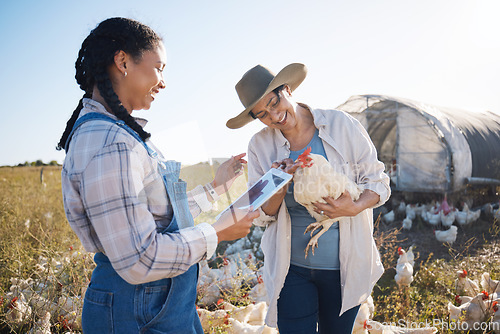 Image of Teamwork, tablet or people farming chicken on field or agriculture for natural sustainability research. Technology, seller or happy farmers in countryside with live stock or rooster for production