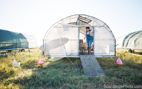 Image of Chicken coop, woman with basket of eggs and birds in grass in countryside greenhouse with sustainable business in field. Agriculture, poultry farm and farmer working with food, animals and nature.