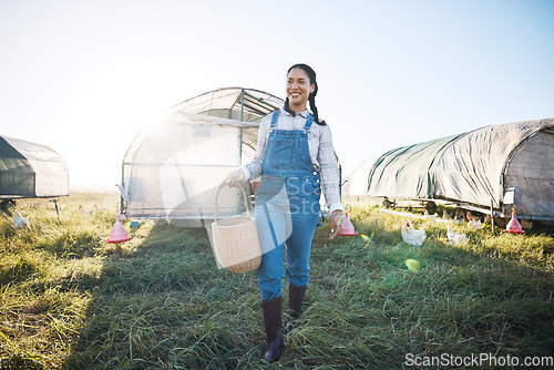 Image of Chicken coop, woman with basket walking on farm with birds, grass and countryside field with sustainable business. Agriculture, poultry farming and happy farmer working with food, nature and animals.