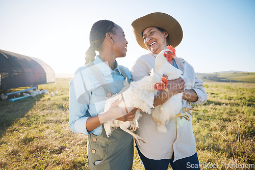 Image of Happy, team of women and chicken on farm in agriculture, bird or meat production in countryside, field or land outdoor. Smile, poultry farming and collaboration of people in agro for animal livestock