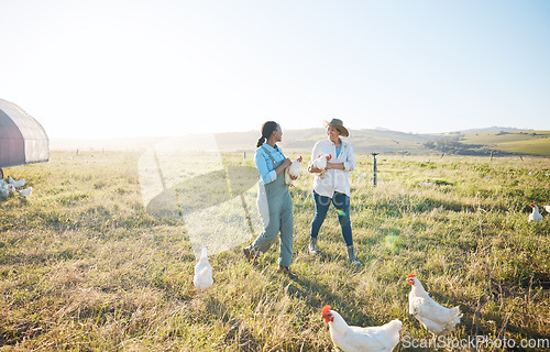 Image of Walking, teamwork or farmers farming chicken on farm or field harvesting poultry livestock in small business. Dairy production, collaboration or women with animal birds or rooster for sustainability