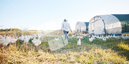 Image of Walking, farm or farmer farming chicken on field harvesting poultry livestock in small business. Dairy production, back or person with animal, hen or rooster for sustainability or growth development