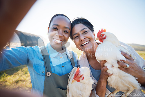 Image of Smile, selfie or farmers on farm with chickens on field harvesting poultry livestock in small business. Social media, happy or portrait of women with animal or hen to take a photo for farming memory