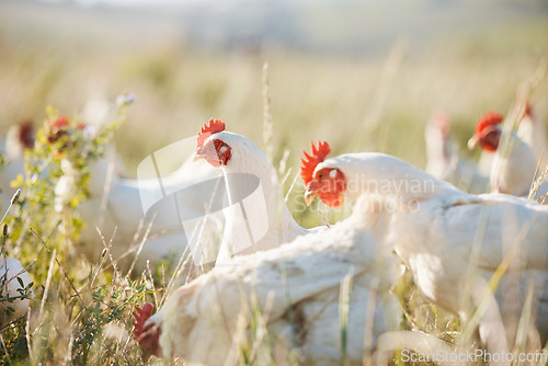 Image of Agriculture, nature and food with chicken on farm for sustainability, eggs production and livestock. Nutrition, poultry and health with animals in countryside field for free range and meat industry